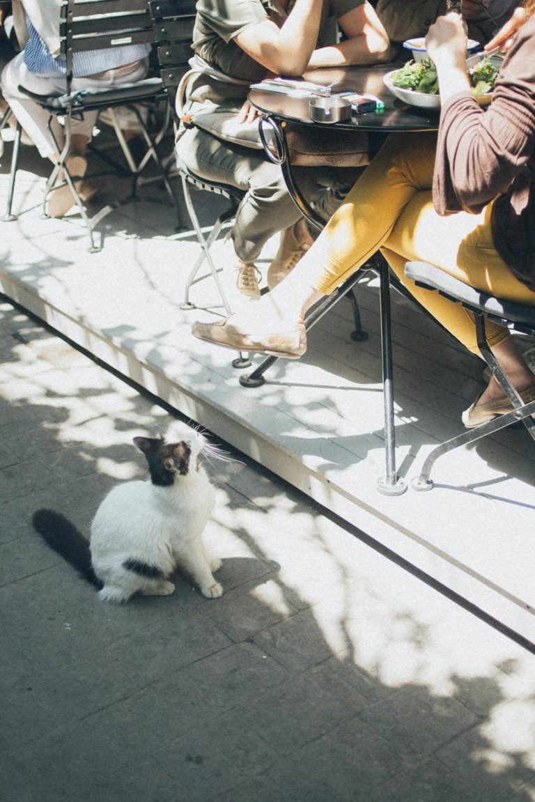 A local cat sits by outdoor cafe patrons on a sunny day, creating a lively street scene.